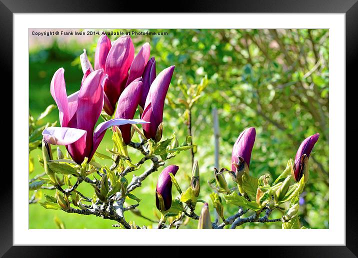 Magnolia flower head almost fully open.s Framed Mounted Print by Frank Irwin