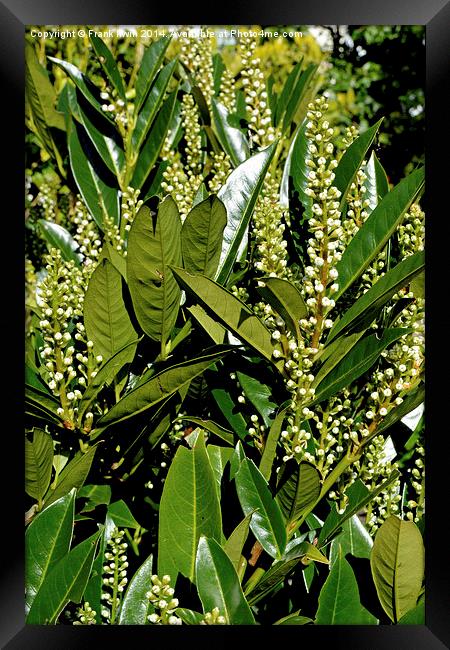 Skimmia japonica Rubella Framed Print by Frank Irwin