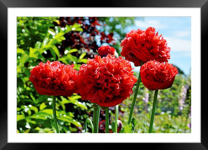 French Flounce Poppy, Peony Poppy,  French Flounce Framed Mounted Print by Frank Irwin