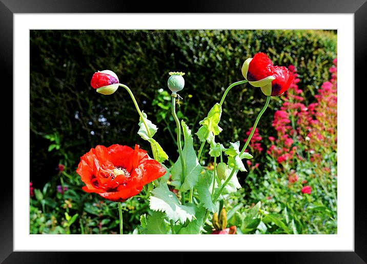 Poppy in bud, bloom and seed simultaneously Framed Mounted Print by Frank Irwin