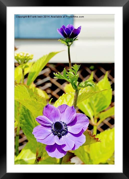 Pretty anemone growing in a container (pot). Framed Mounted Print by Frank Irwin