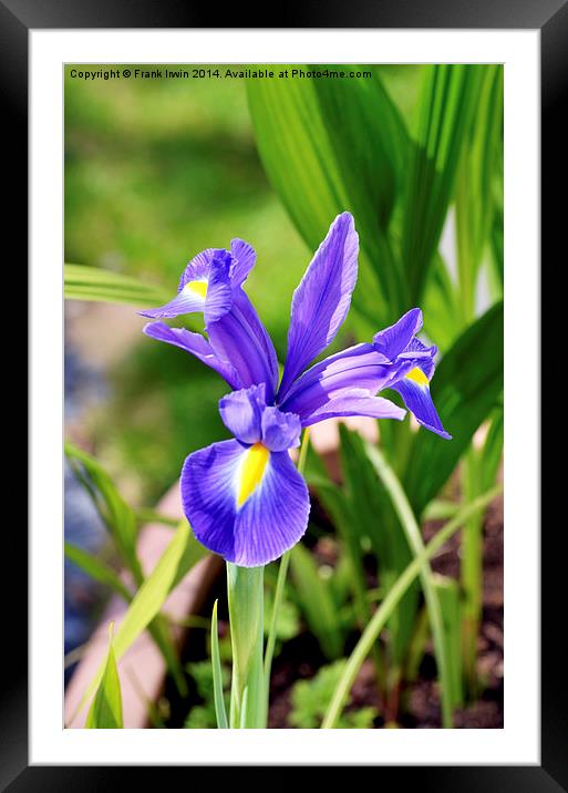 A framed Blue Iris Framed Mounted Print by Frank Irwin