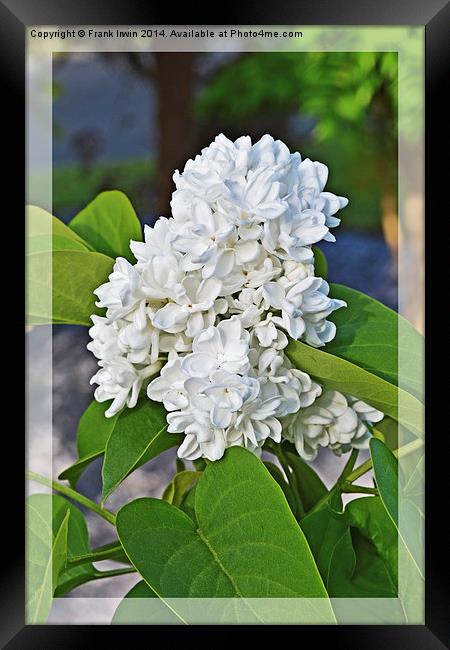 Syringa vulgaris ‘Madame Lemoine’ framed Framed Print by Frank Irwin