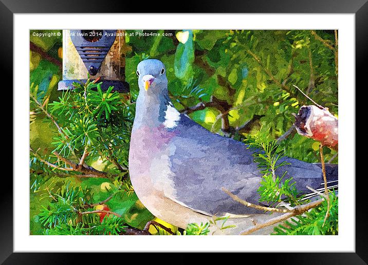 Common Wood Pigeon artistically done Framed Mounted Print by Frank Irwin