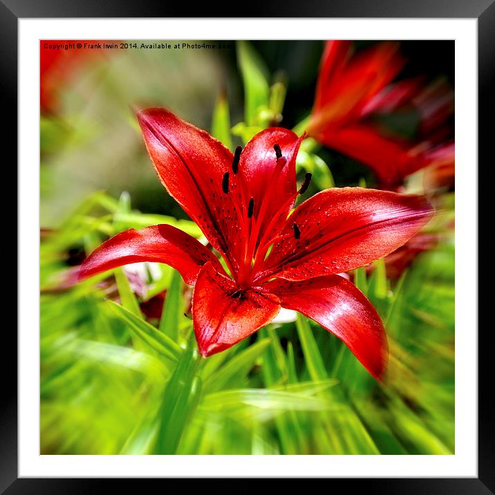 Beautiful Red Lilly Framed Mounted Print by Frank Irwin