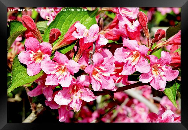 A sprig of newly blossomed Weigela Framed Print by Frank Irwin
