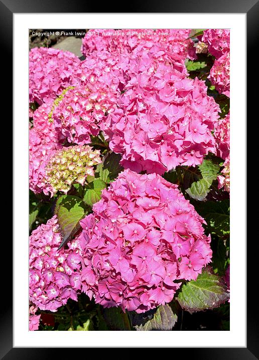 Common Hydrangea Framed Mounted Print by Frank Irwin