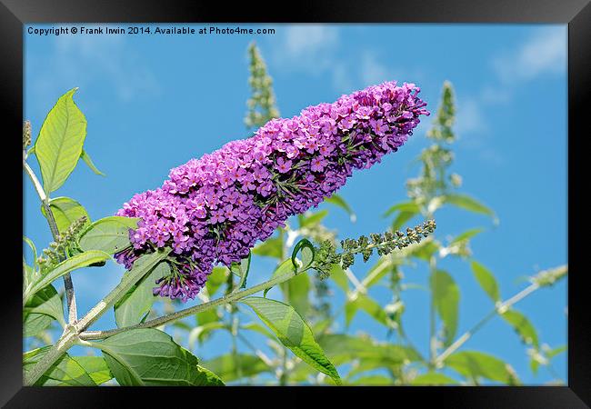 A Buddleia in full bloom Framed Print by Frank Irwin