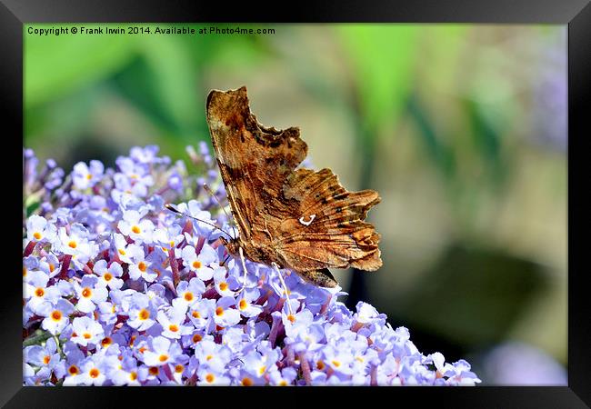  The Comma Butterfly Framed Print by Frank Irwin