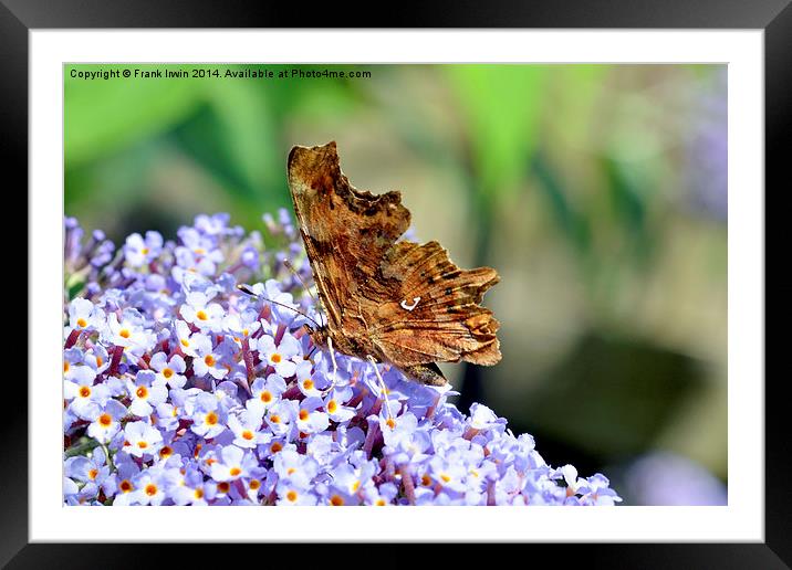  The Comma Butterfly Framed Mounted Print by Frank Irwin