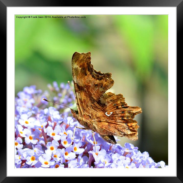  The Comma butterfly Framed Mounted Print by Frank Irwin