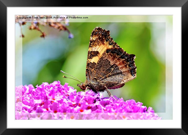 The beautiful Tortoiseshell butterfly Framed Mounted Print by Frank Irwin