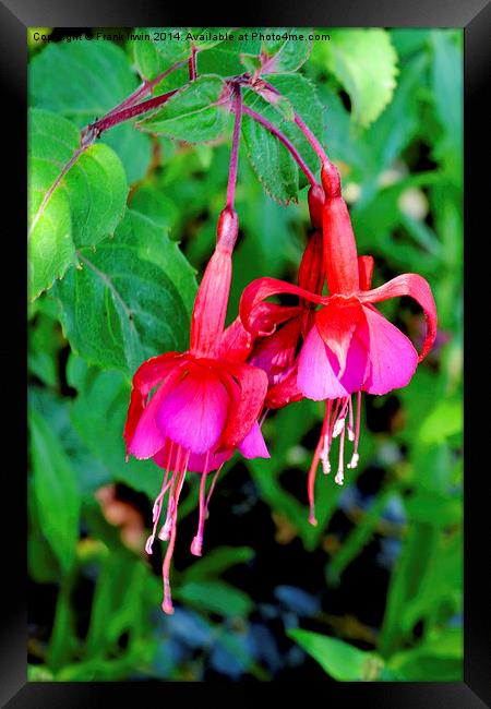  Beautiful Fuchsia in full bloom Framed Print by Frank Irwin