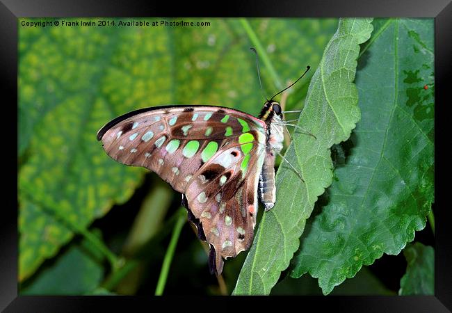 Tailed Jay (Graphium agamemnon)  Framed Print by Frank Irwin
