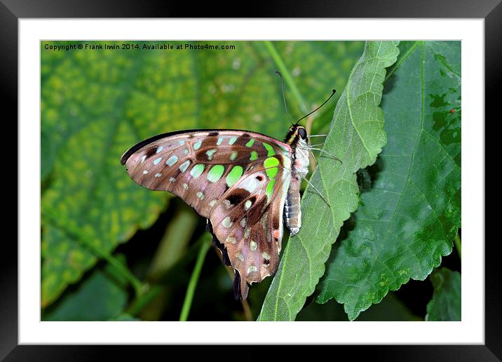 Tailed Jay (Graphium agamemnon)  Framed Mounted Print by Frank Irwin