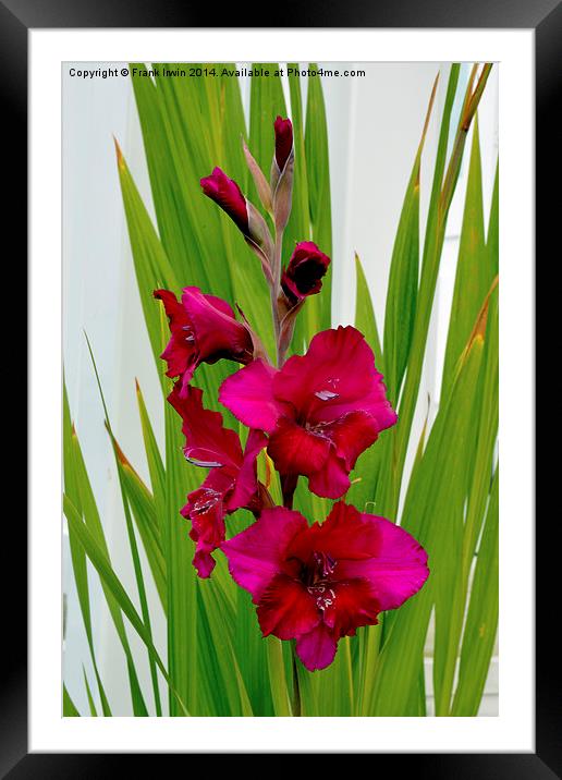 Beautiful Gladioli in all its glory Framed Mounted Print by Frank Irwin