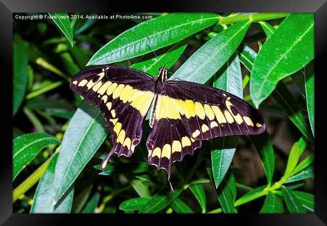  The Giant Swallowtail butterfly Framed Print by Frank Irwin