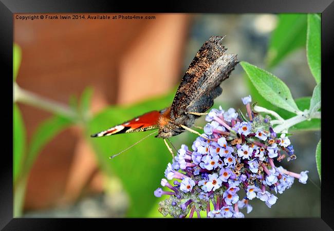 The beautiful Peacock butterfly in all its glory Framed Print by Frank Irwin