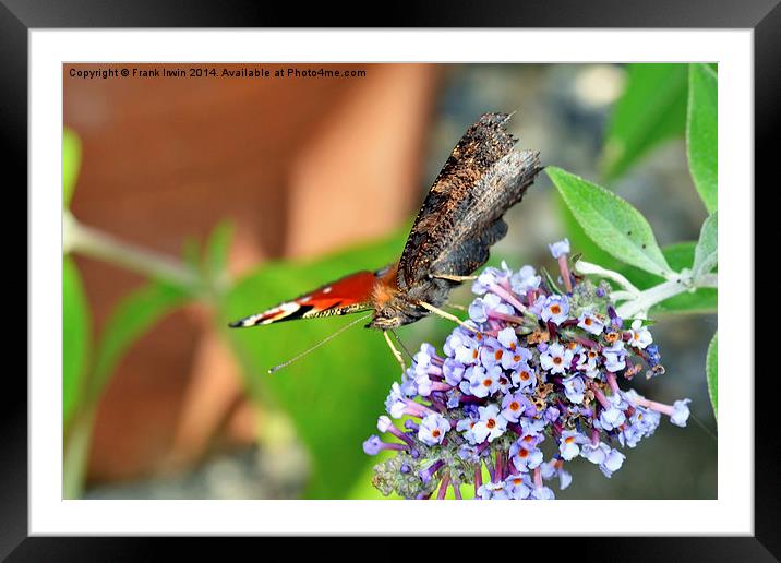 The beautiful Peacock butterfly in all its glory Framed Mounted Print by Frank Irwin