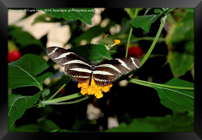 The beautiful Zebra butterfly in all its glory Framed Print by Frank Irwin