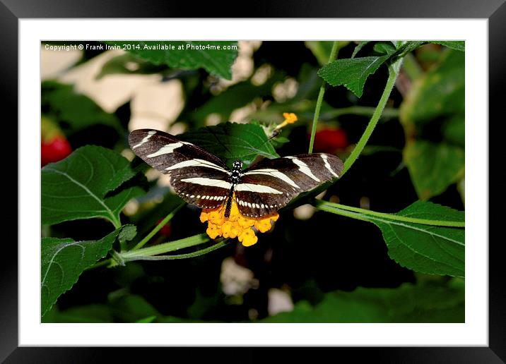  The beautiful Zebra butterfly in all its glory Framed Mounted Print by Frank Irwin