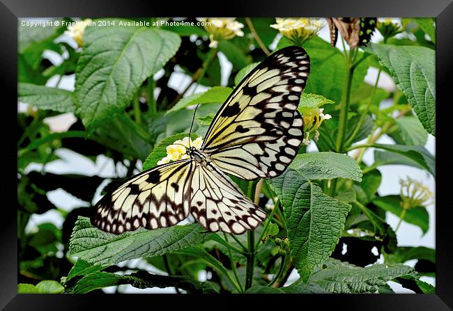 The beautiful White Tree Nymph butterfly Framed Print by Frank Irwin
