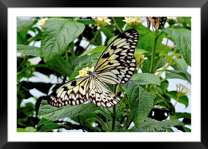 The beautiful White Tree Nymph butterfly Framed Mounted Print by Frank Irwin