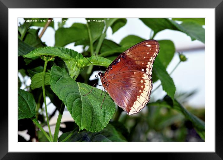 The Great Eggfly (Hypolimnas bolina), Framed Mounted Print by Frank Irwin
