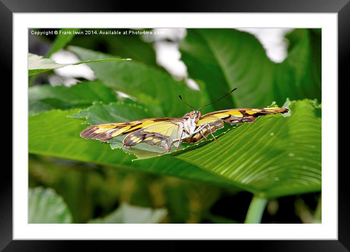  The stunning Malachite butterfly Framed Mounted Print by Frank Irwin