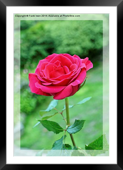 A beautiful single Red Hybrid Tea rose shown artis Framed Mounted Print by Frank Irwin