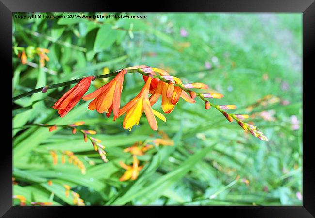  Colourful Montbretia in all its glory Framed Print by Frank Irwin