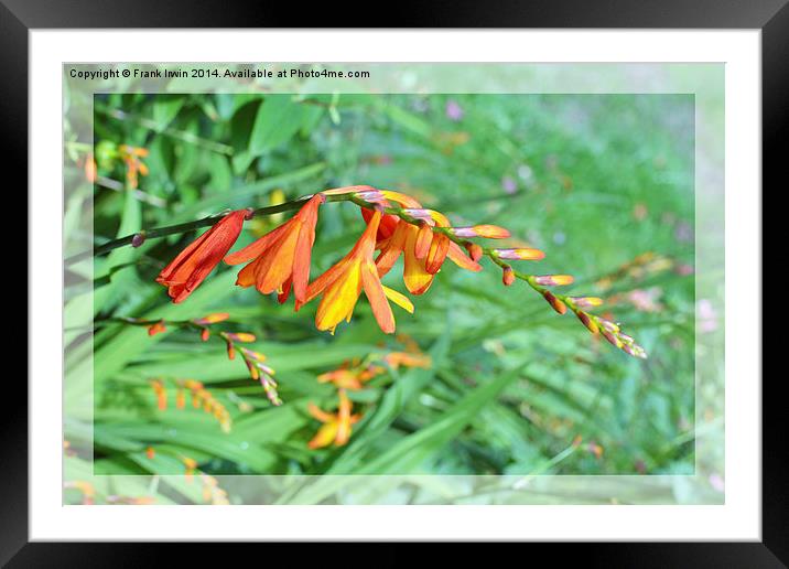  Colourful Montbretia in all its glory Framed Mounted Print by Frank Irwin