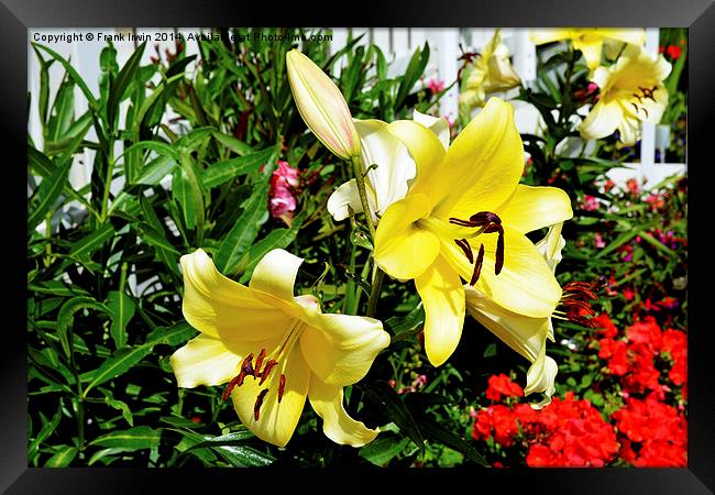  Beautiful Yellow Lilies in all their glory Framed Print by Frank Irwin