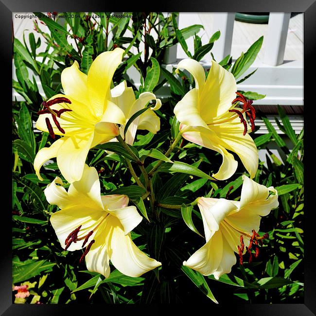 Beautiful Yellow Lilies in all their glory Framed Print by Frank Irwin