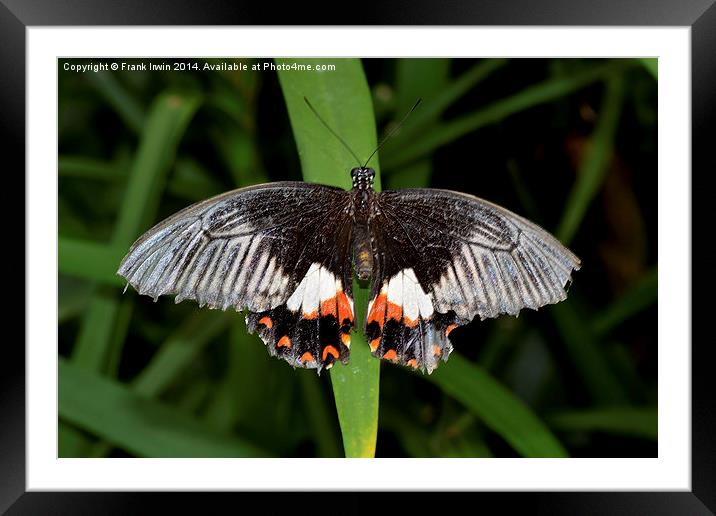  The Common Mormon butterfly Framed Mounted Print by Frank Irwin