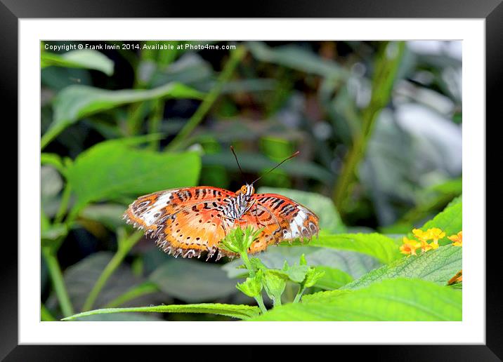  Malay Lacewing (Cethosia cyane) Framed Mounted Print by Frank Irwin