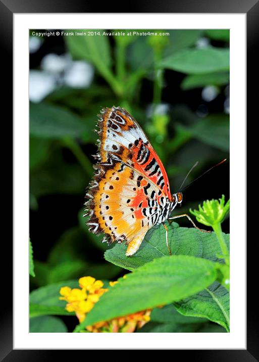 Malay Lacewing Butterfly (Cethosia cyane) Framed Mounted Print by Frank Irwin