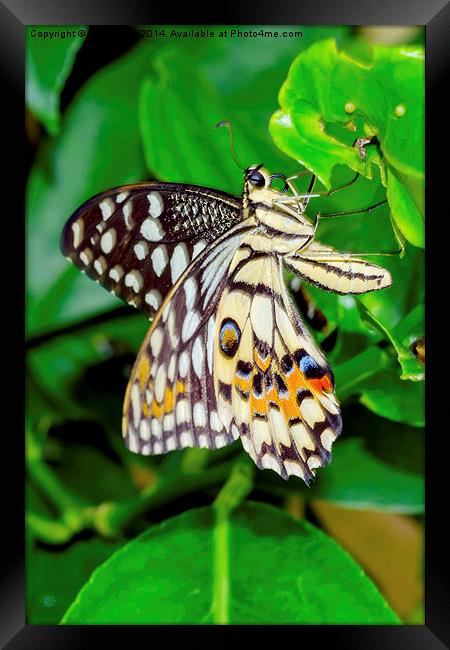 The Common Lime butterfly of Singapore Framed Print by Frank Irwin