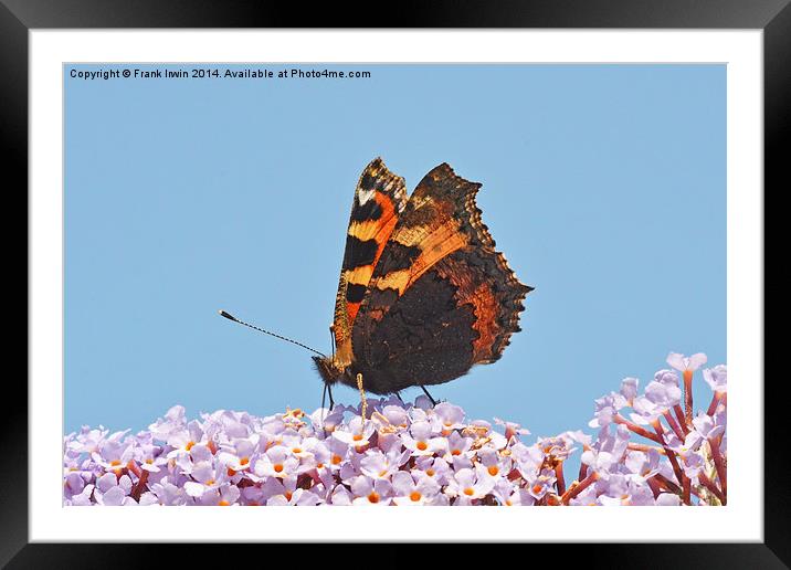 A beautiful Tortoiseshell butterfly feeds on Buddl Framed Mounted Print by Frank Irwin