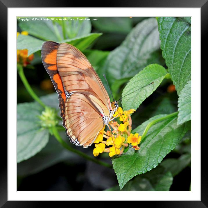 Caroni Flambeau (The Flame) butterfly Framed Mounted Print by Frank Irwin
