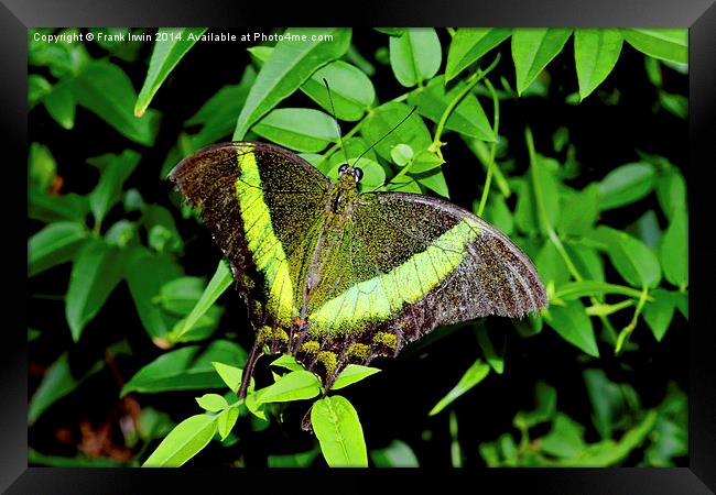  Green-Banded Swallowtail butterfly Framed Print by Frank Irwin