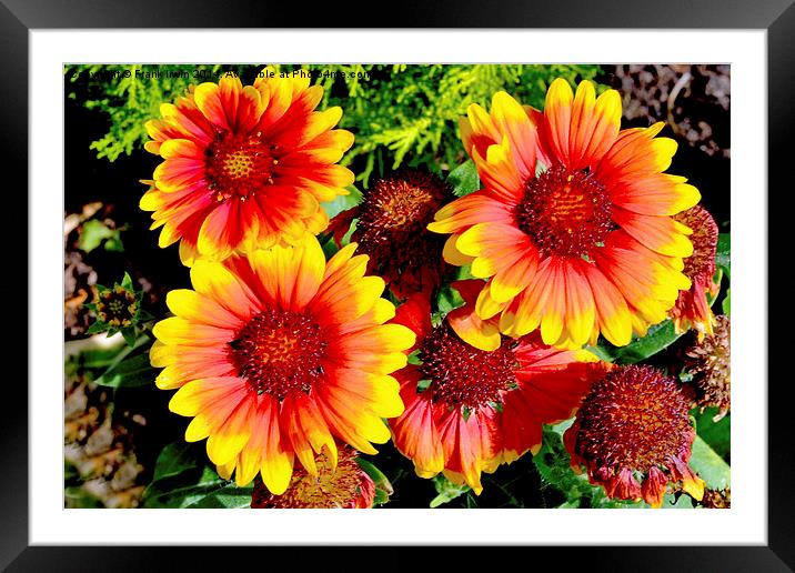  Beautiful, colourful Guillardia in all their glor Framed Mounted Print by Frank Irwin