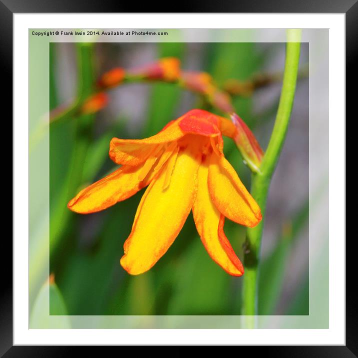  Colourful & Close-up Montbretia in all its glory Framed Mounted Print by Frank Irwin