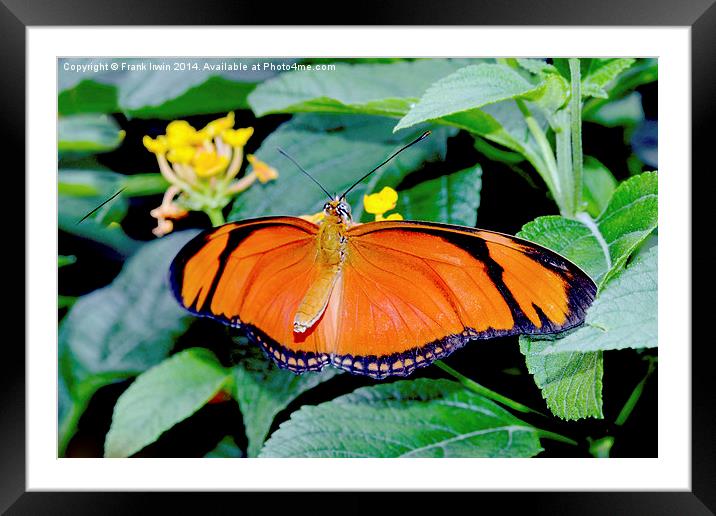  Caroni Flambeau (The Flame) butterfly Framed Mounted Print by Frank Irwin