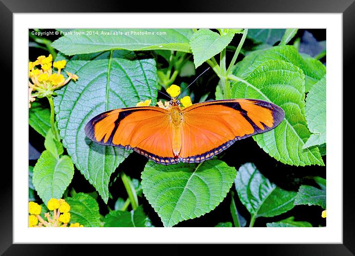Caroni Flambeau (The Flame) butterfly Framed Mounted Print by Frank Irwin