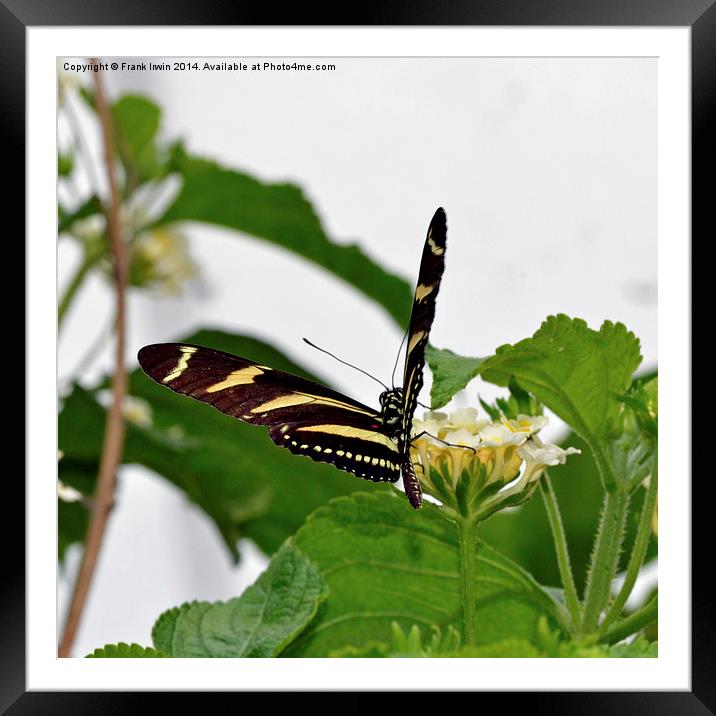  The beautiful Zebra butterfly in all its glory Framed Mounted Print by Frank Irwin