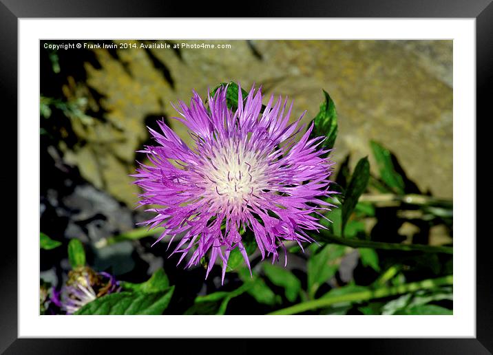  Common Purple Thistle  Framed Mounted Print by Frank Irwin