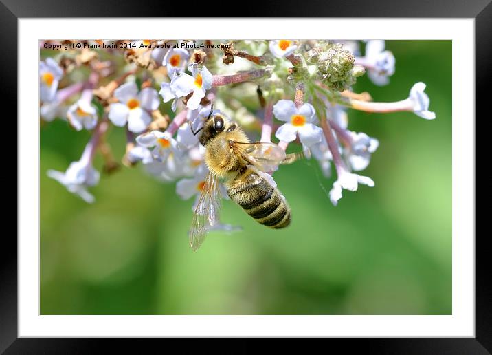  Common carder bee in Macro Framed Mounted Print by Frank Irwin