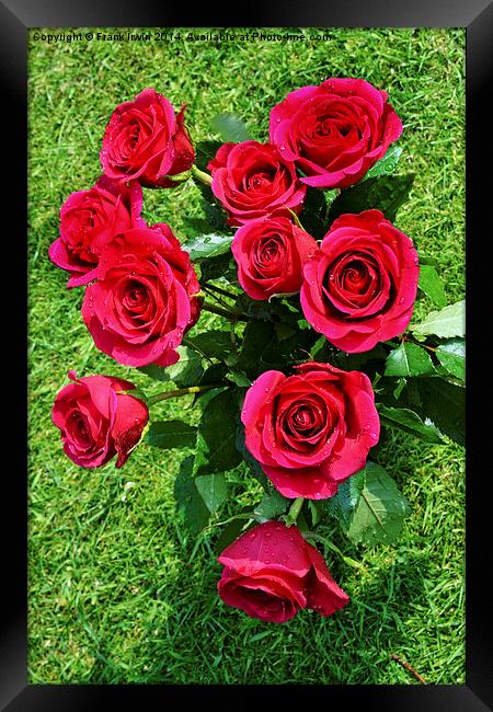  Beautiful Red Hybrid Tea roses Framed Print by Frank Irwin