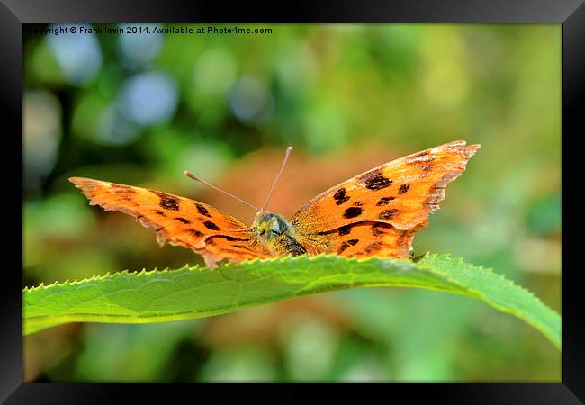 The beautiful Comma Butterfly, head on Framed Print by Frank Irwin